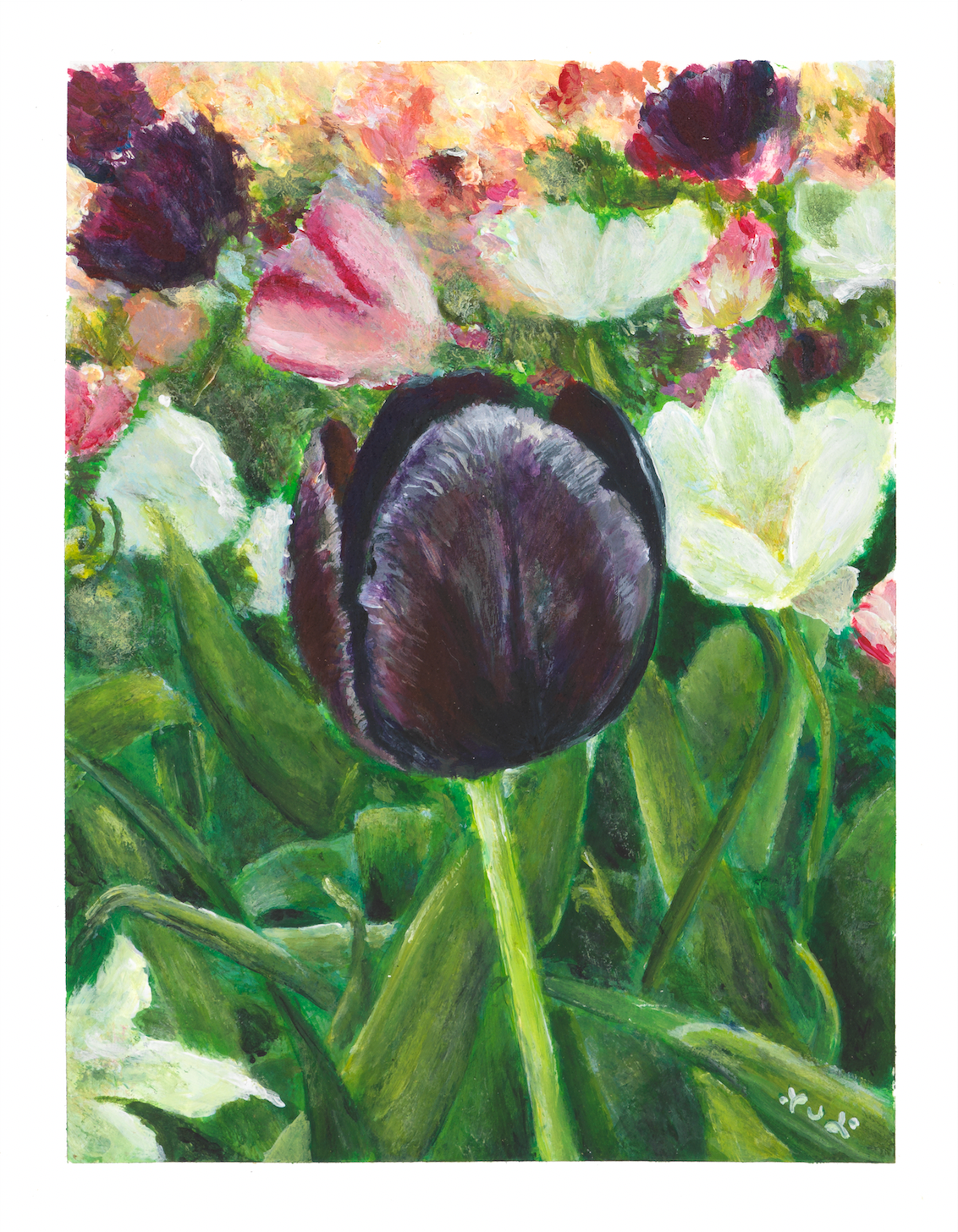 Une tulipe à Amsterdam